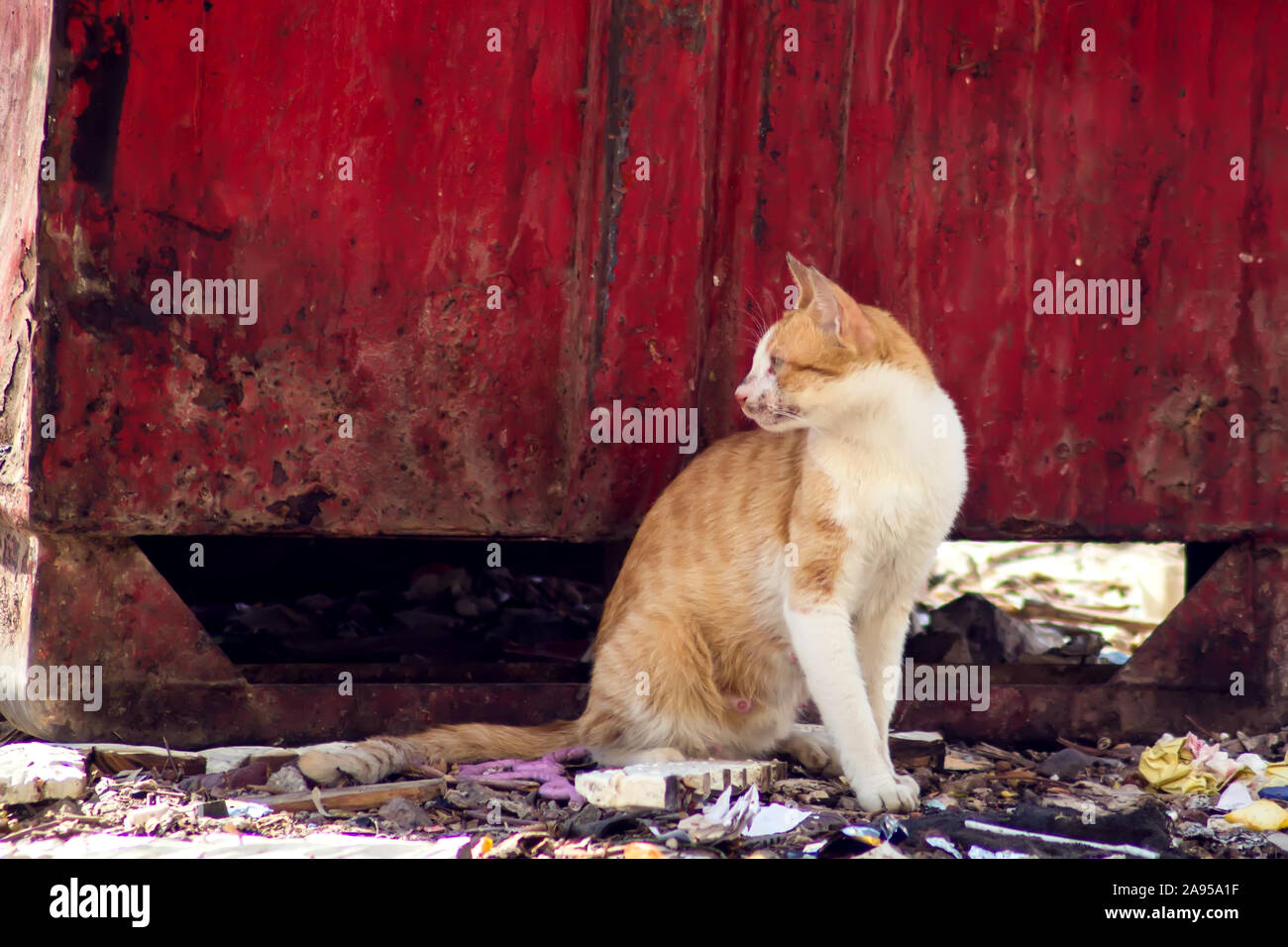 Obdachlose rote und weiße Katze auf der Straße in der Nähe von Müll. Pet-Schutzkonzept Stockfoto