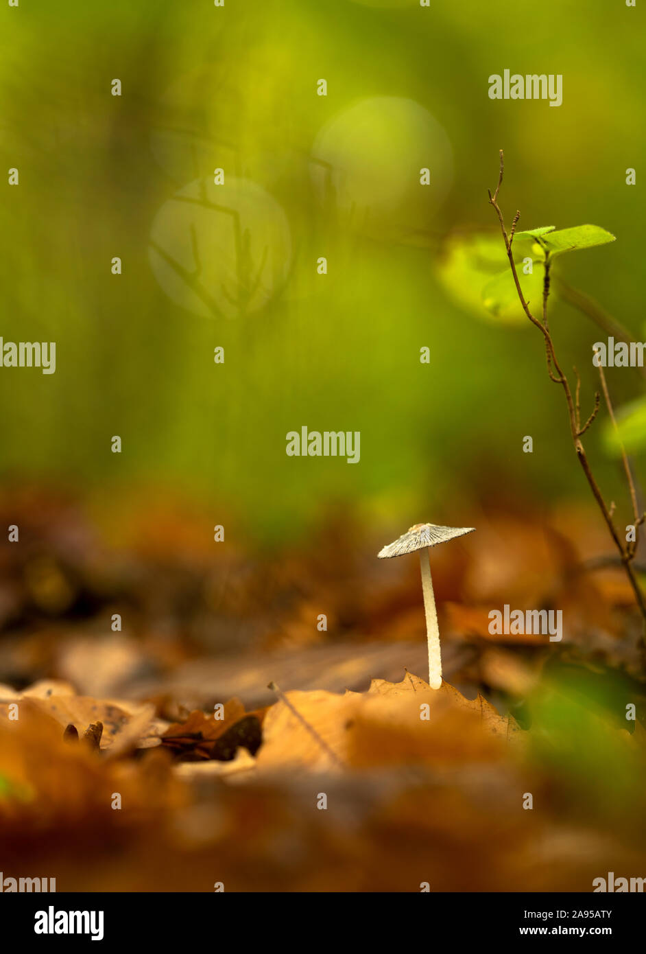 Hare's Foot Coprinopsis Inkcap (Lagopus). Ein kleiner Pilz gefunden auf dem Waldboden in Kent. Stockfoto