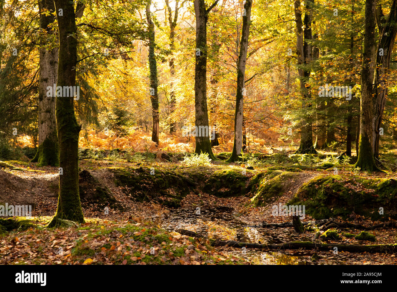 Der neue Wald in Hampshire, Großbritannien ist immer einen Besuch wert zu jeder Zeit des Jahres ist aber besonders schön im Herbst Stockfoto