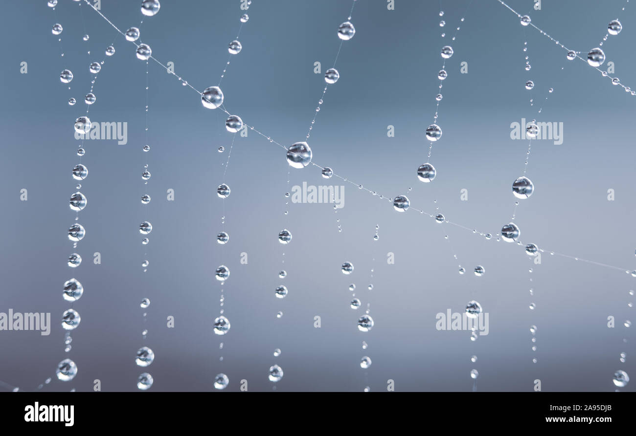 Wassertropfen auf spiderweb Stockfoto
