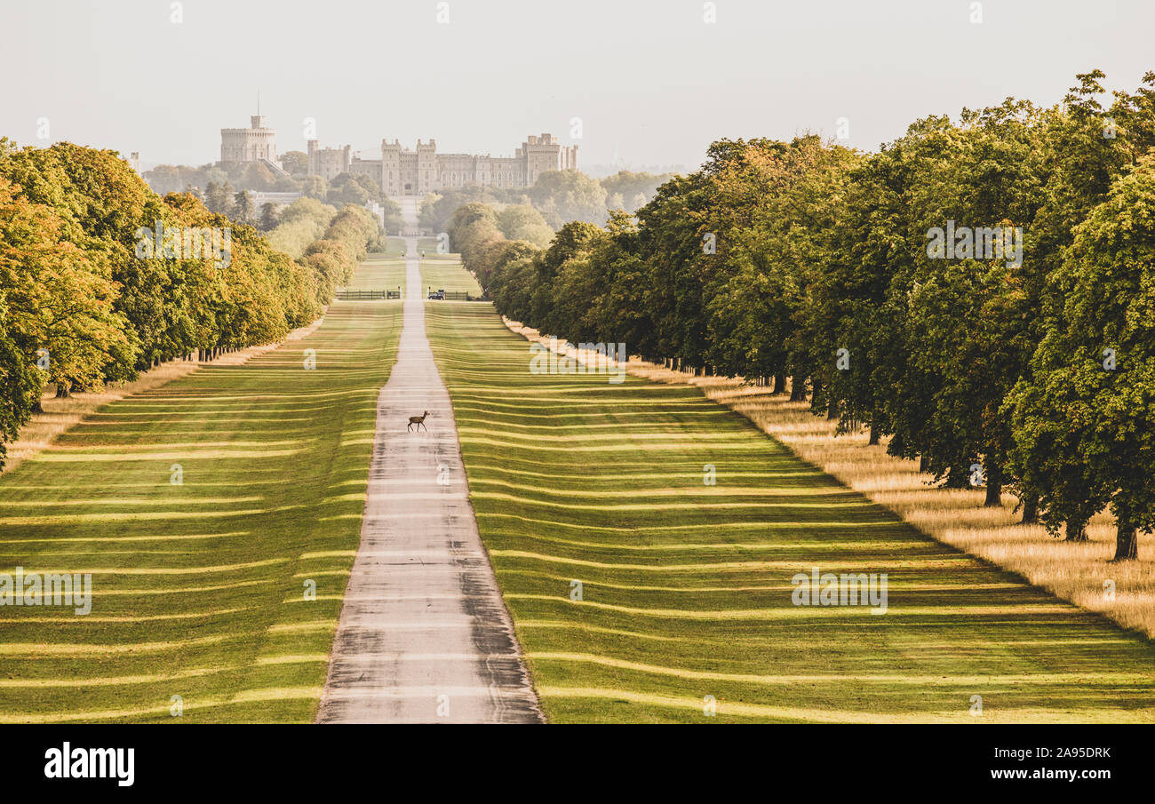 Rotwild auf den langen Weg in Windsor, England in einer kalten, nebligen Herbstmorgen Stockfoto