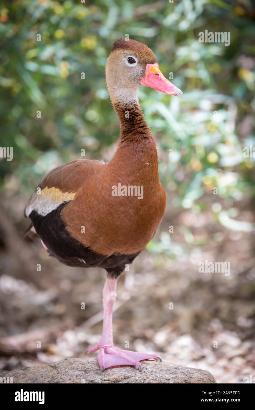 Schwarz-bellied Pfeifen Ente (Dendrocygna autumnalis) Auf einem Bein steht, Tucson, Arizona, USA Stockfoto