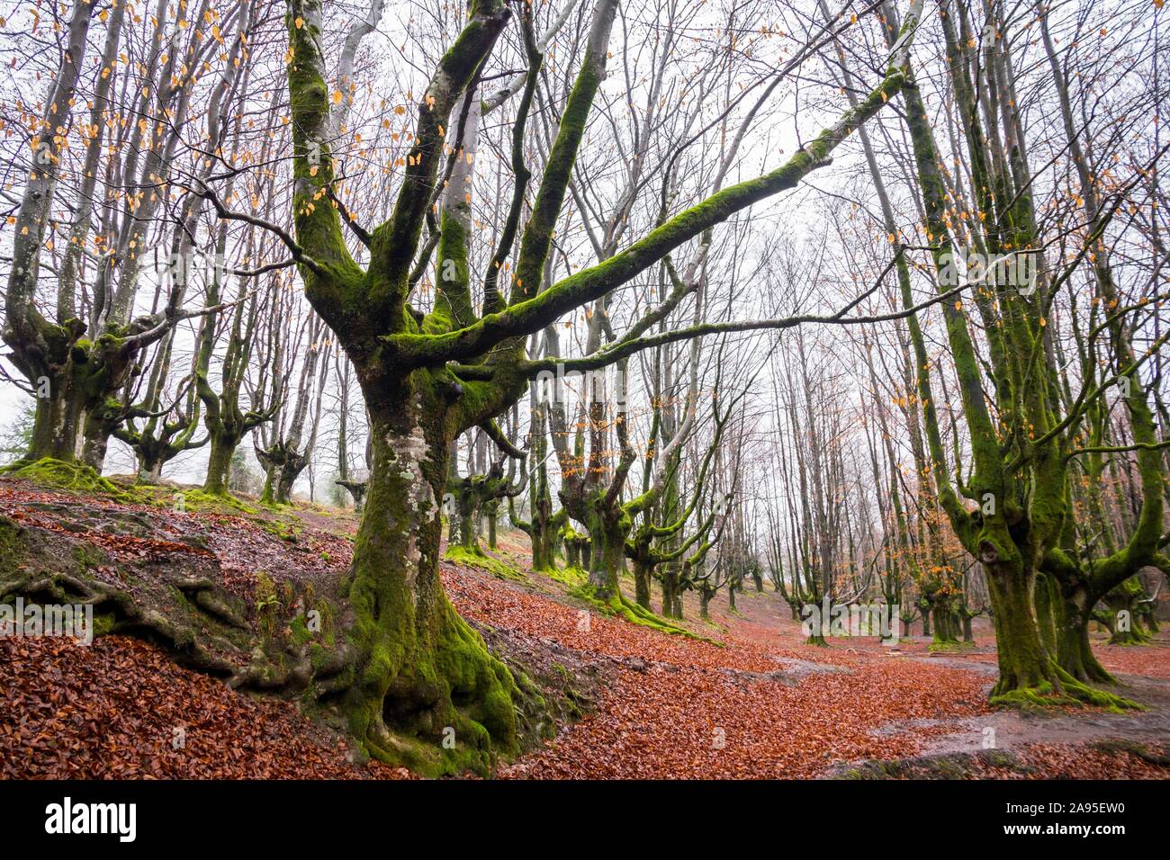 Gorbea Natural Park, Parque natural de Gorbea, Gorbeia, Provinz Baskenland, Provinz Bizkaia, Spanien Stockfoto