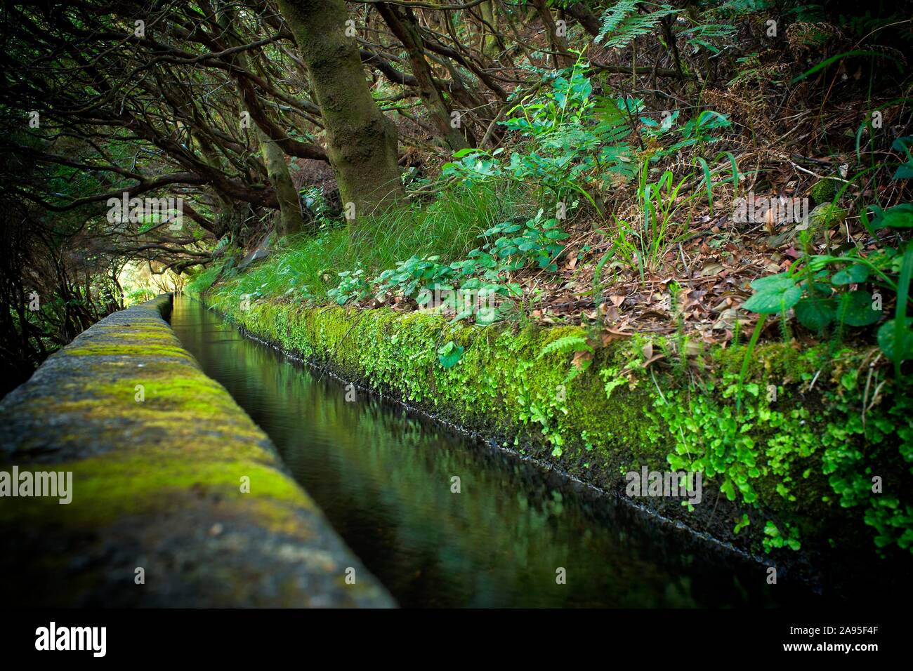 Wanderweg PR6 zu den 25 Quellen, entlang dem Wasser Kanal, Levada das 25 Fontes, im Regenwald, rabacal Naturschutzgebiet, Insel Madeira, Portugal Stockfoto