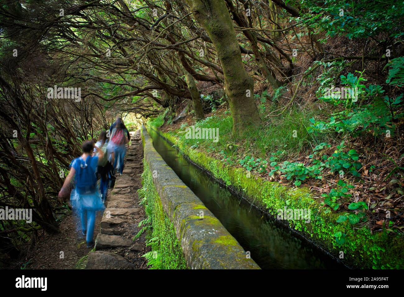 Wanderer auf dem Wanderweg PR6 zu den 25 Quellen, entlang dem Wasser Kanal, Levada das 25 Fontes, im Regenwald, Lorbeerwald Laurisilva, rabacal Natur Stockfoto