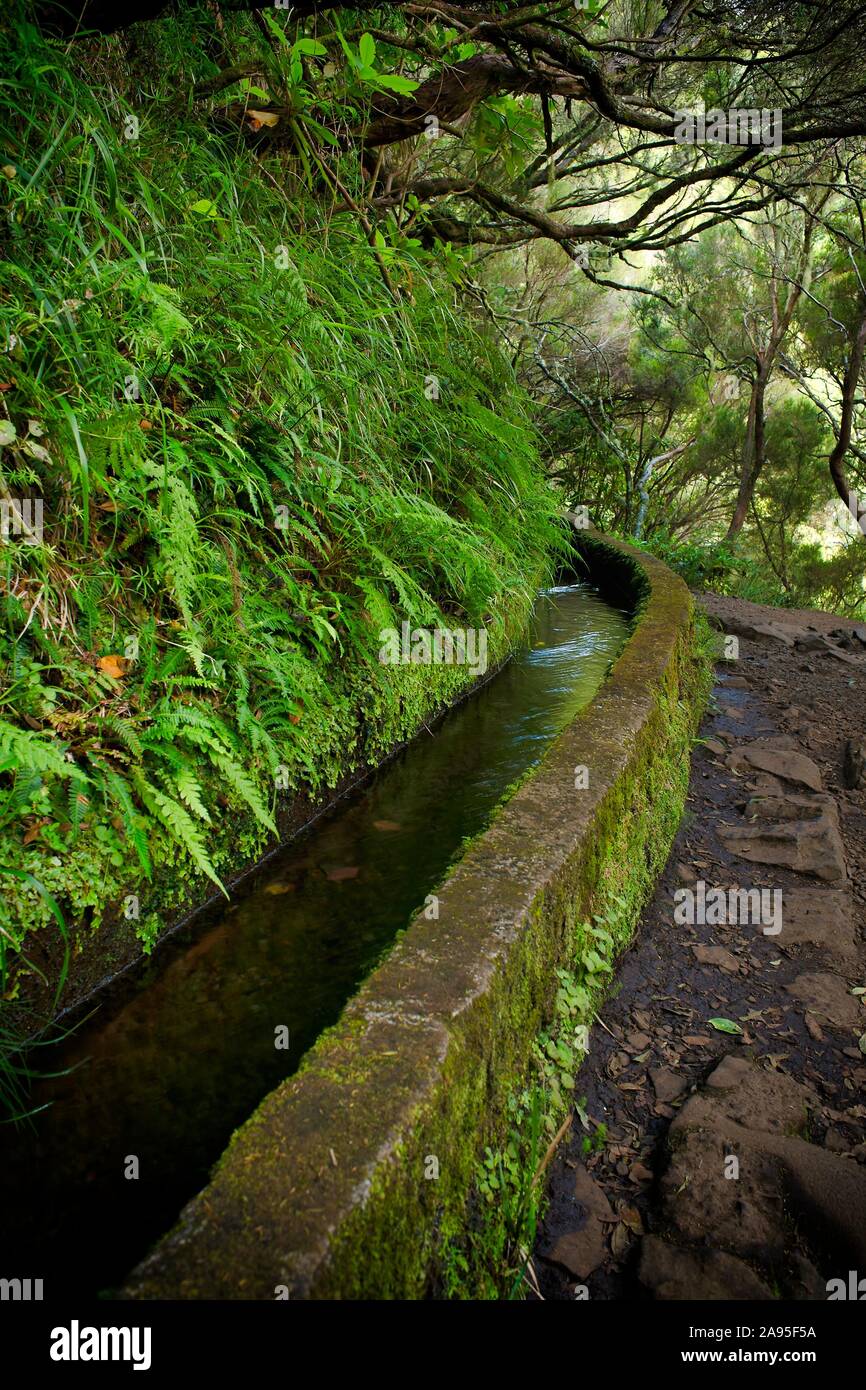 Wanderweg PR6 zu den 25 Quellen, entlang dem Wasser Kanal, Levada das 25 Fontes, im Regenwald, Lorbeerwald Laurisilva, Naturpark Rabacal Stockfoto