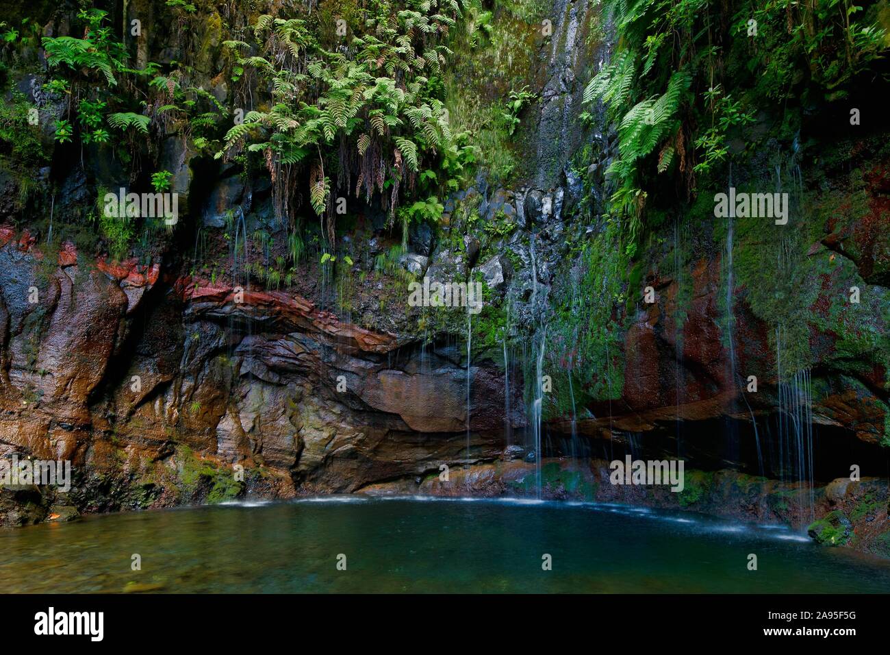Felswand überwachsen mit Farne (Filicopsida) Deutschland, am Wasserfall 25 Quellen, Fontes, Regenwald im Naturpark Rabacal, Insel Stockfoto