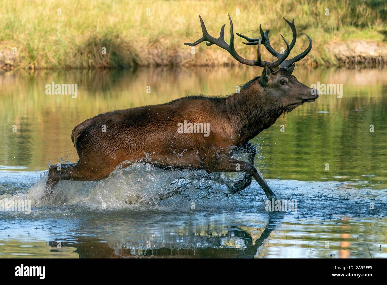 Red Deer (Cervus elaphus), Hirsch, Furche, in den Teich läuft, Deutschland Stockfoto