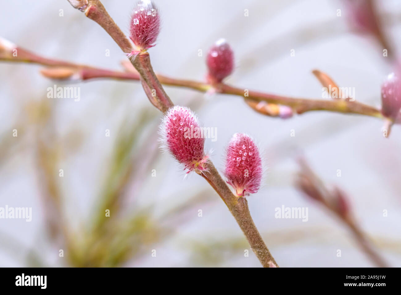 Rote Kätzchenweide (Salix gracilistyla 'Mt. Aso') Stockfoto