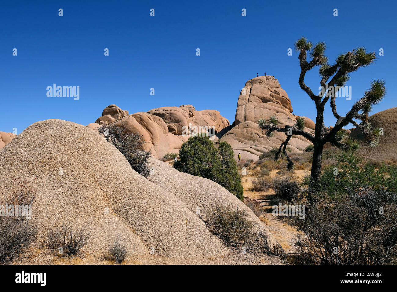 Joshua Tree Nationalpark, Kalifornien, USA Stockfoto