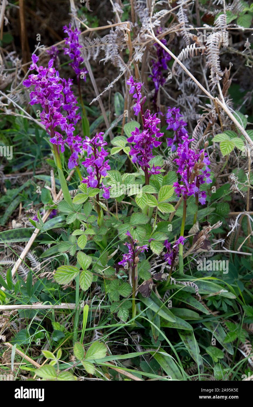 Gruppe von frühen lila Orchideen in Blume, Orchis mascula, Crich, Peak District, Großbritannien Stockfoto