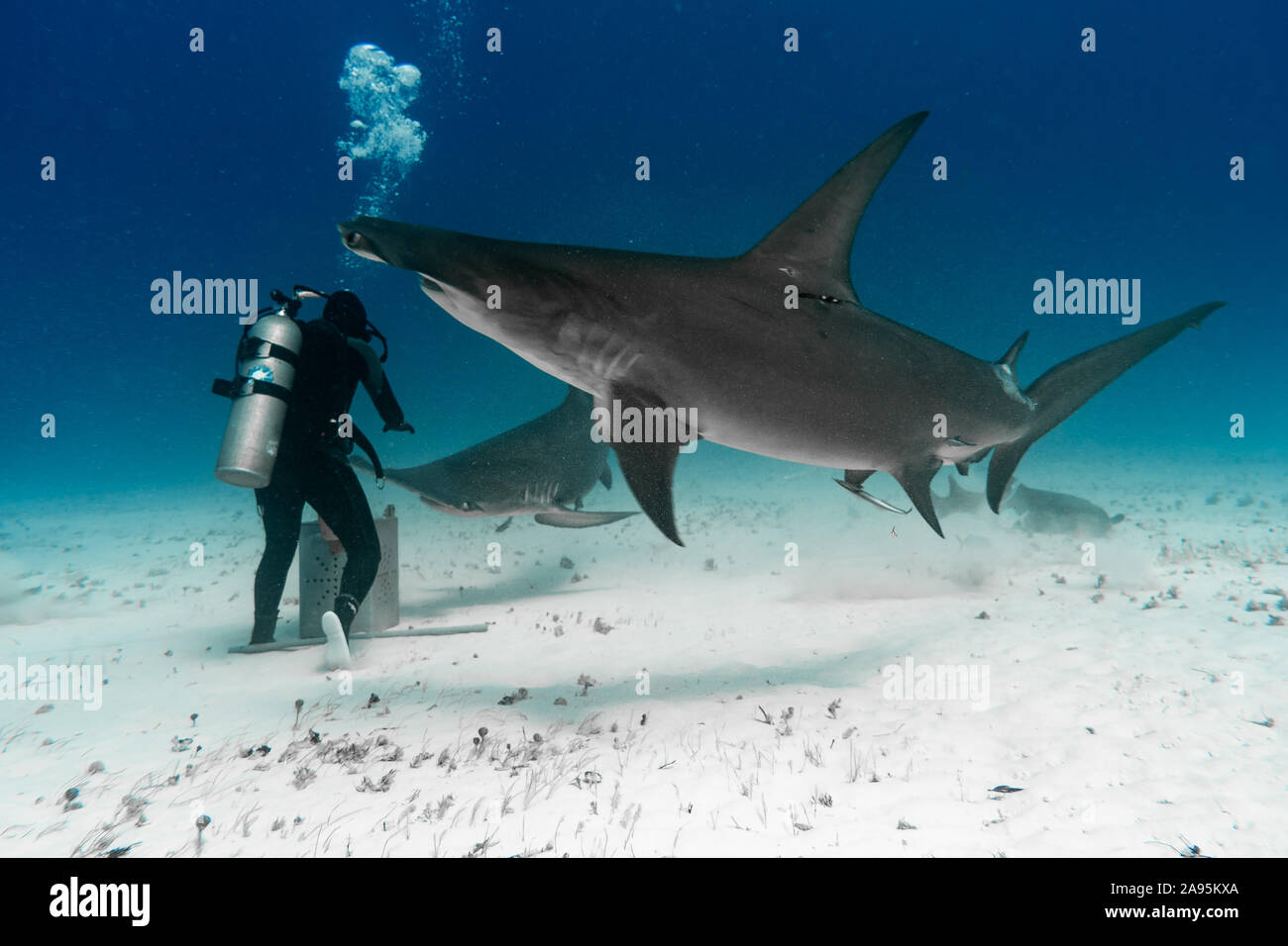 BAHAMAS: Zwei große Hammerhaie Kreis Larosa. Unglaubliche Fotos zeigen eine mutige Hai Schrägförderer nach oben nah und persönlich mit den tödlichen Stockfoto