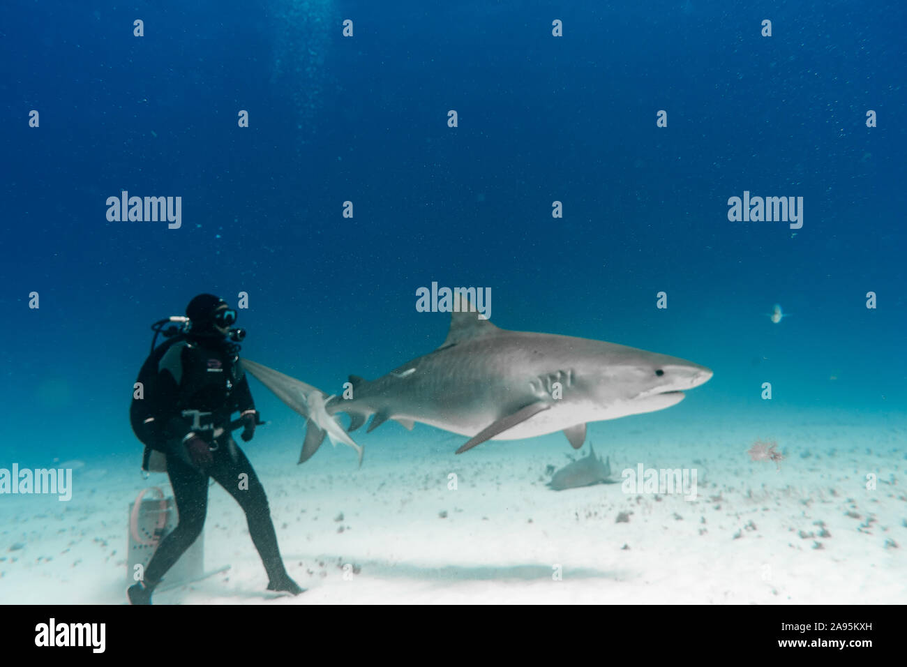 BAHAMAS: Roberta waches eine riesige Tiger Shark hautnah. Unglaubliche Fotos zeigen eine mutige Hai Schrägförderer nach oben nah und persönlich mit den Stockfoto