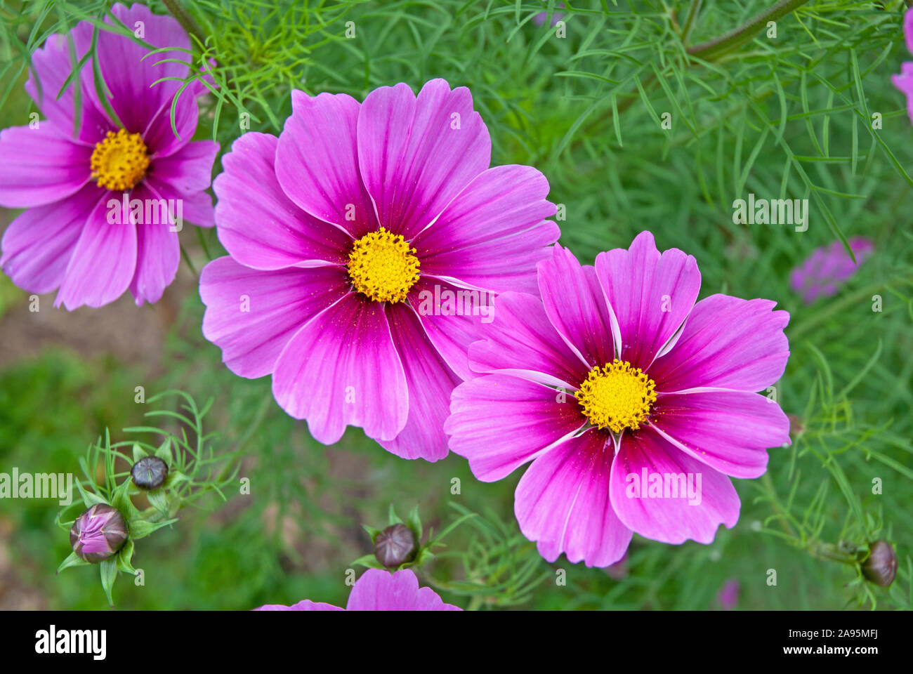 Dunkel rosa/lila Kosmos Sensation (Cosmos Bipinnatus) Blumen in einem Garten - Cornwall Cornwall, Großbritannien Stockfoto