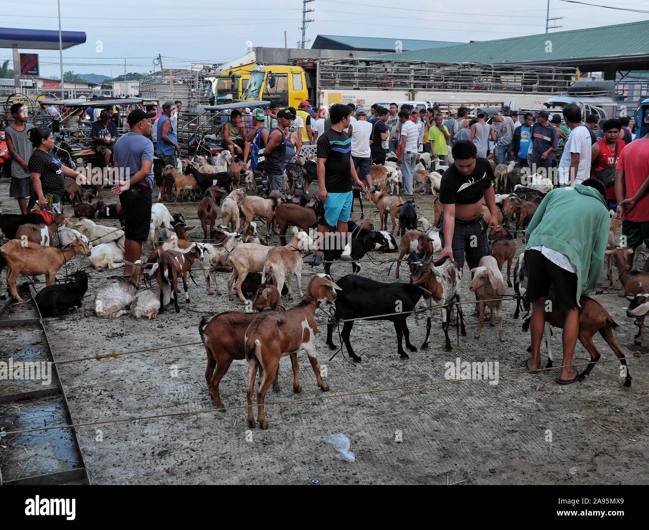 Morgen Markt Szene an die Ziege Abschnitt der Viehbestand Auktion Markt in Padre Garcia, Batangas, Philippinen. Mai 03, 2019 Stockfoto