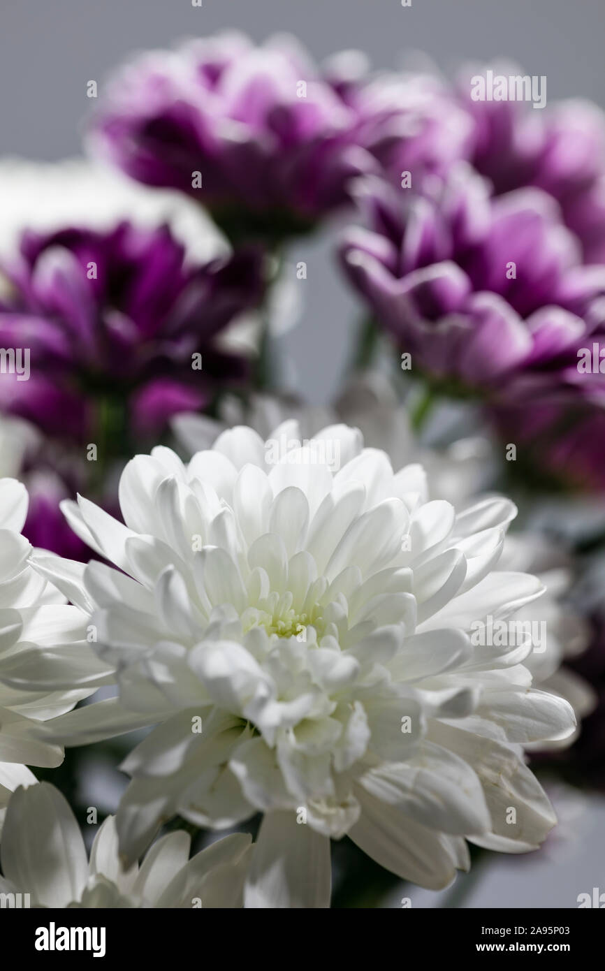 Nahaufnahme von einem weißen chrysanthimum Blumen mit lila Blüten im Hintergrund Stockfoto
