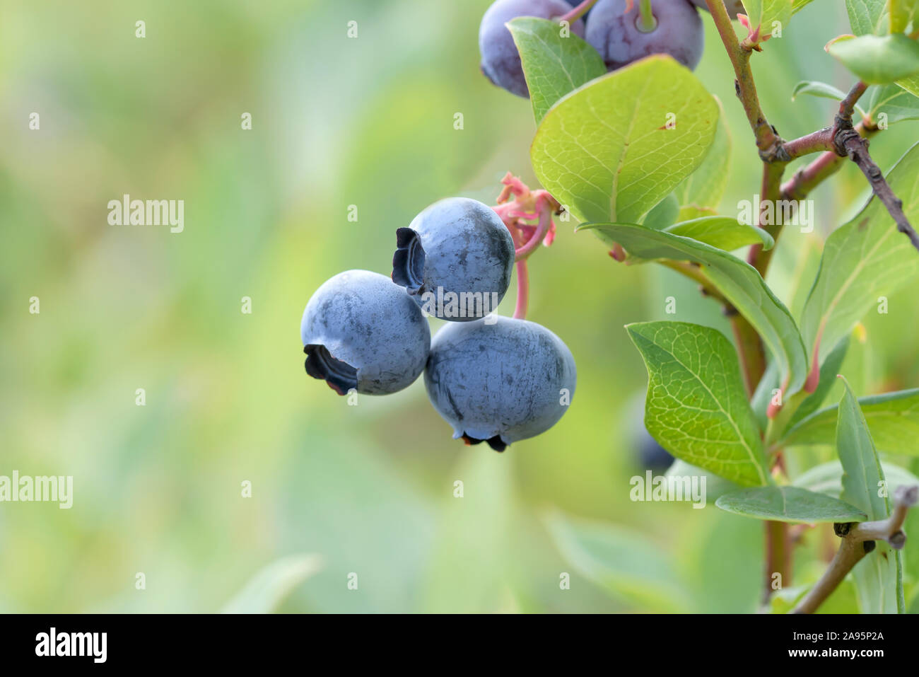 Heidelbeere (Vaccinium corymbosum 'Draper') Stockfoto