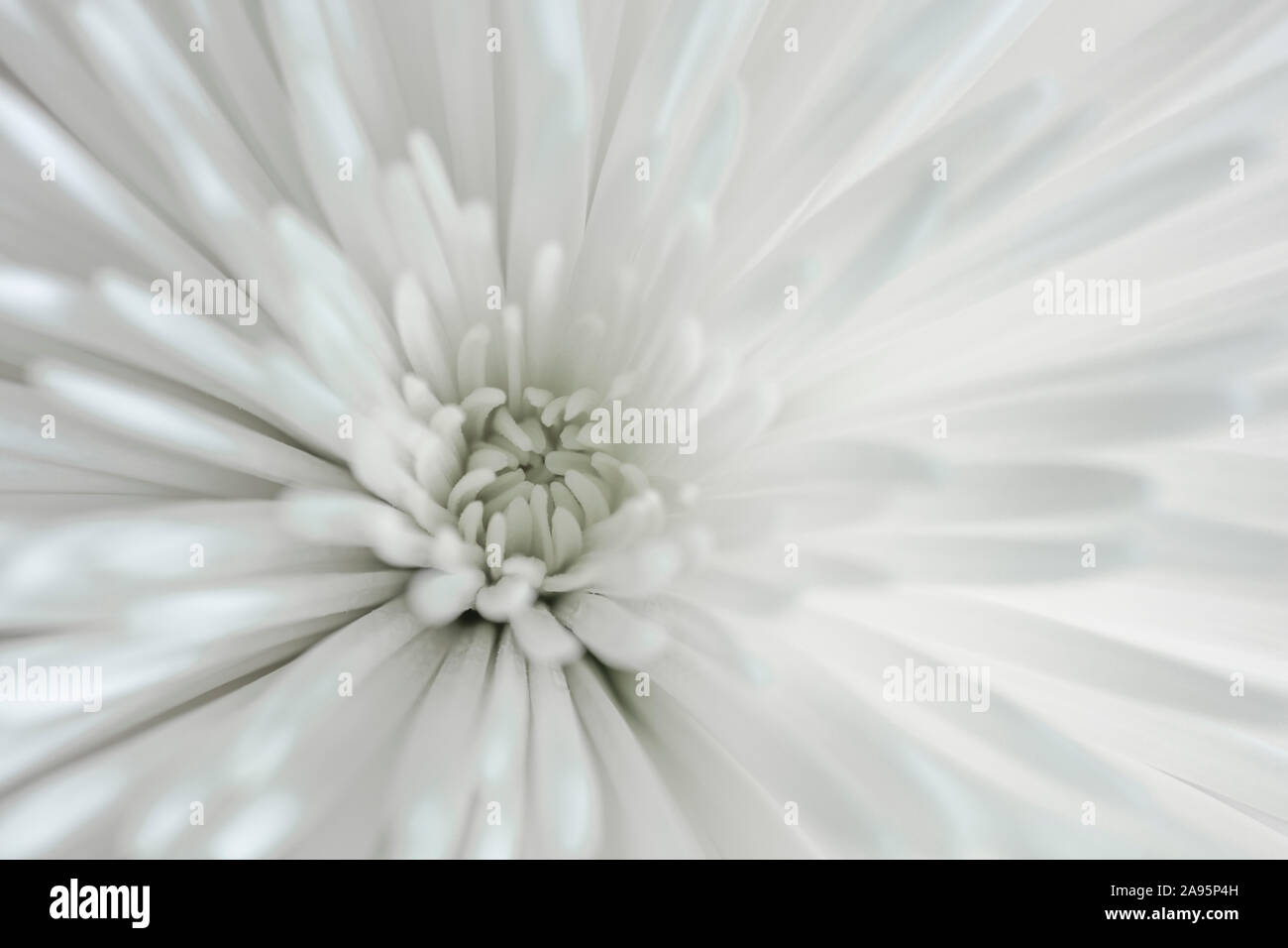 Nahaufnahme von einem weißen Chrysantheme Blume Stockfoto