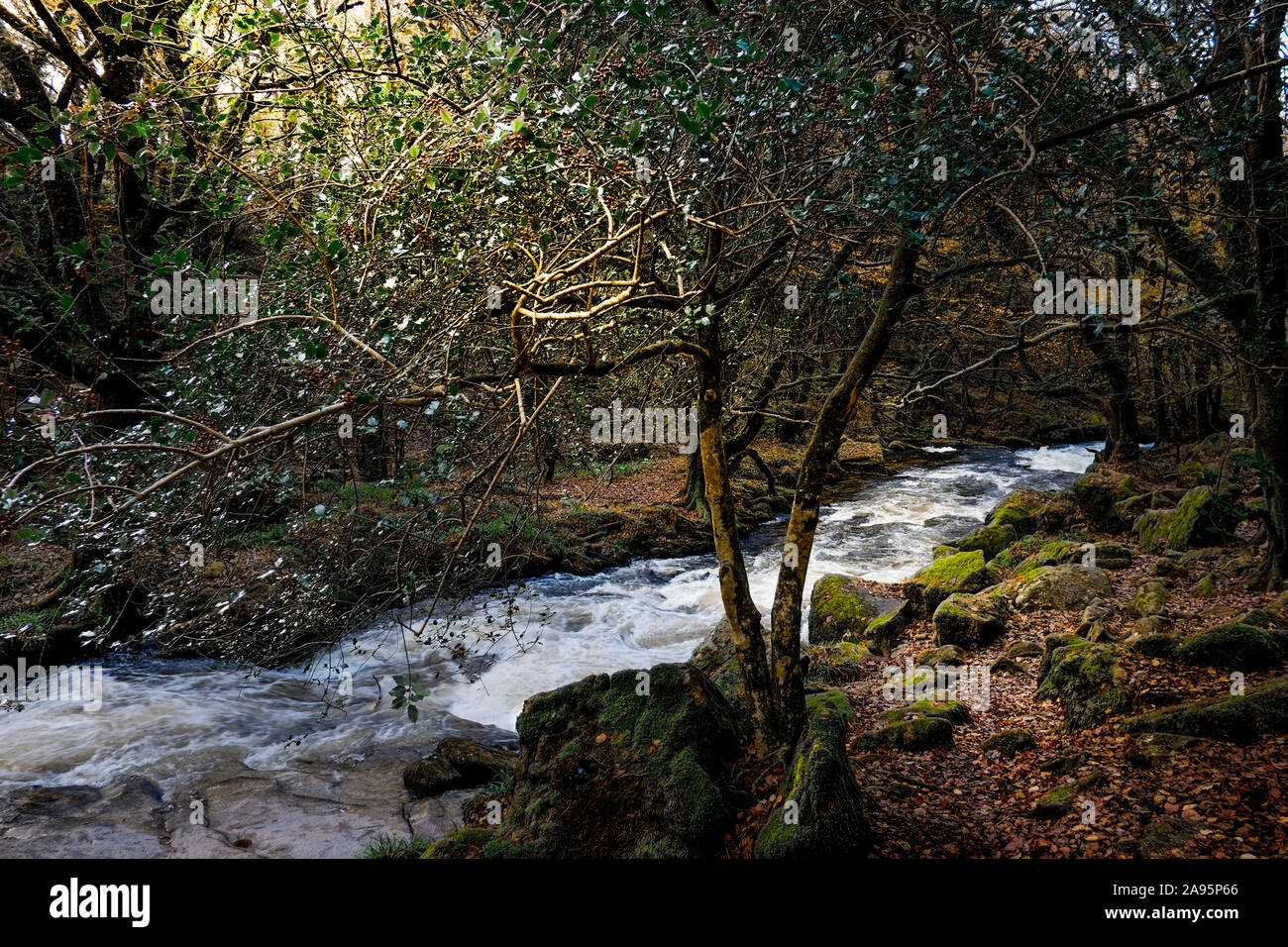 River Fowey an Golitha fällt in eine herbstliche Draynes Holz eine alten Wald in Cornwall. Stockfoto