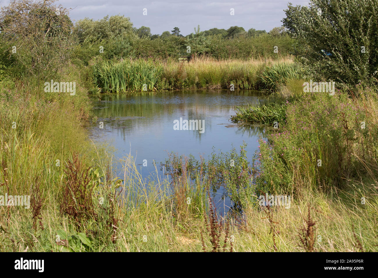 Wild Teich mit üppiger Vegetation, Cotswolds, Großbritannien Stockfoto