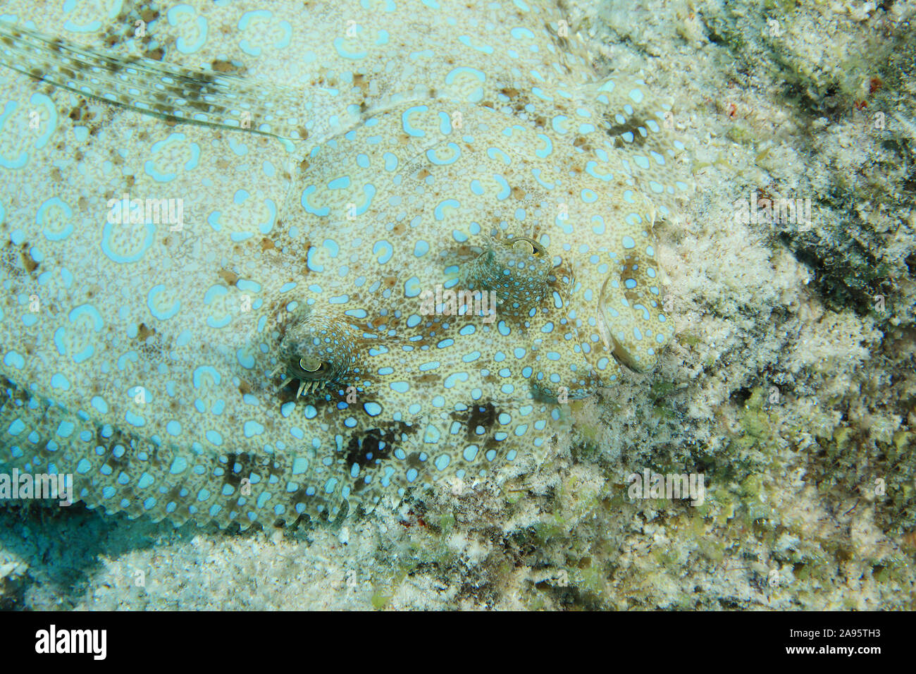 Peacock fisch Flunder (Bothus lunatus) auf sandigen Boden der Karibik getarnt Stockfoto