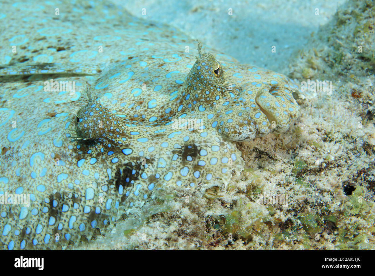 Peacock fisch Flunder (Bothus lunatus) auf sandigen Boden der Karibik getarnt Stockfoto