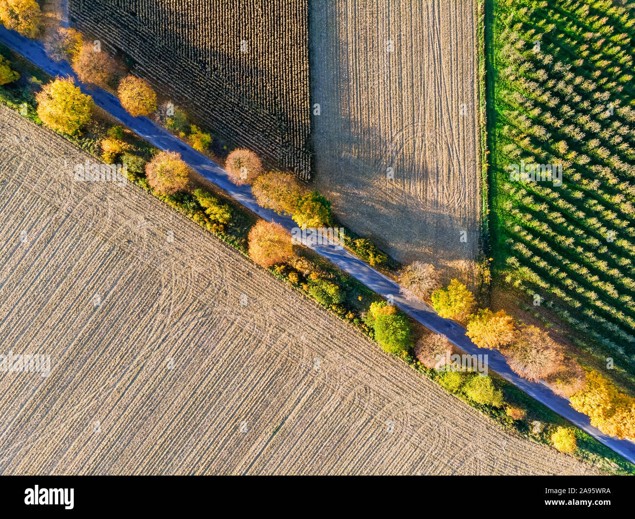 Luftaufnahme von Country Road, Bäume im Herbst und gepflügten Feldern, von oben nach unten Landschaft Stockfoto