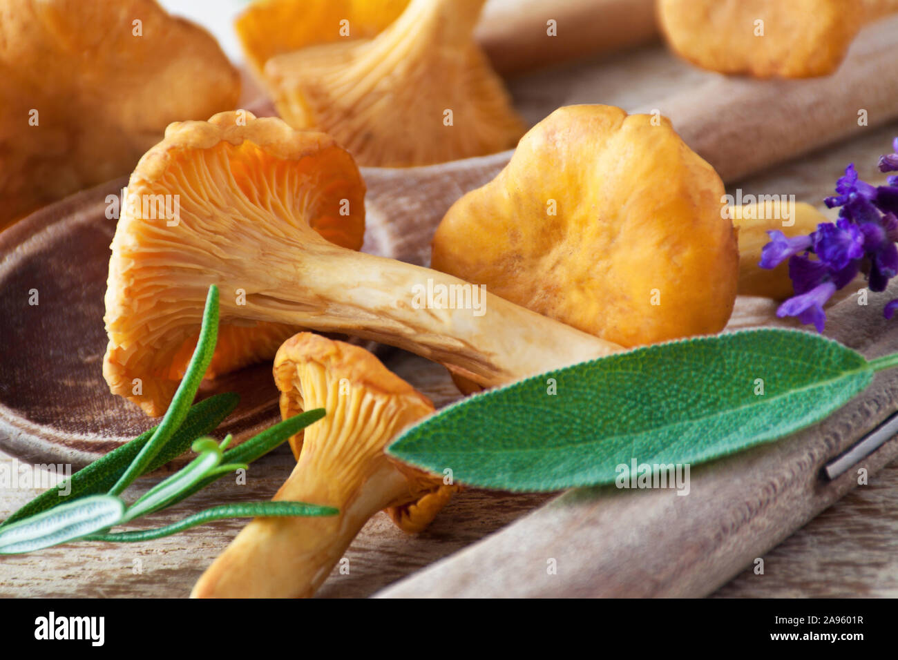 Pfifferlinge Pilze und Kräuter Nahaufnahme Stockfoto