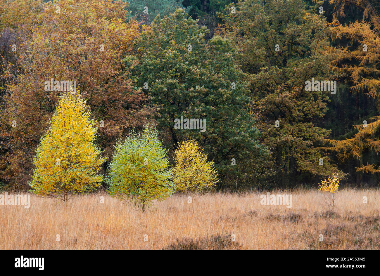 Junge Birken im Herbst Farben ein Heide, mit Lila moor Gras gewachsen, im Hintergrund ein Wald Stockfoto