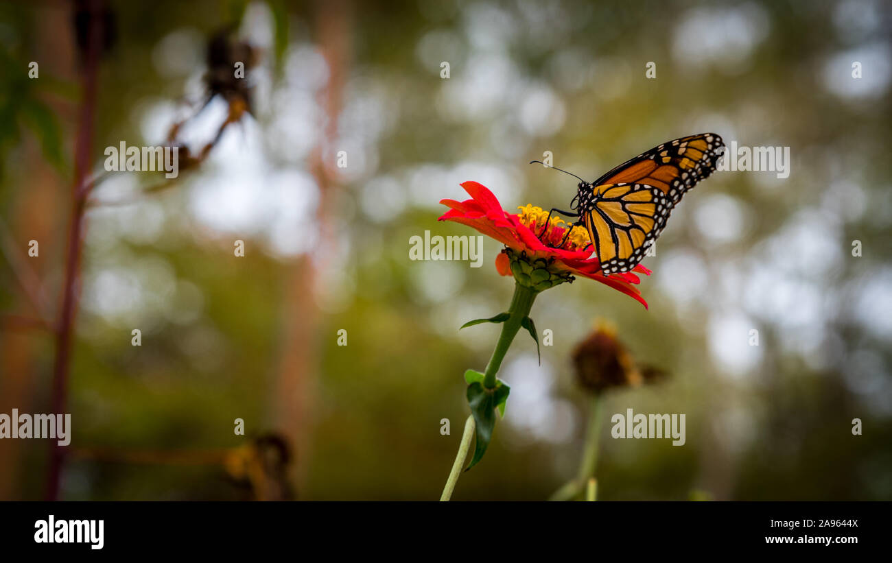 Monarch butterfly thront auf einer roten Blume mit gelben Staubgefäße Stockfoto