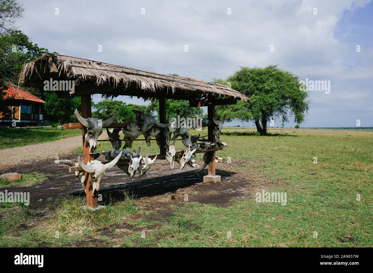 Buffalo Schädel angezeigt um Bekol Savannah als Symbol der Baluran Nationalpark in der Region Banyuwangi, Ost Java, Indonesien Stockfoto