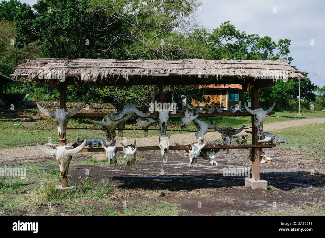 Buffalo Schädel angezeigt um Bekol Savannah als Symbol der Baluran Nationalpark in der Region Banyuwangi, Ost Java, Indonesien Stockfoto