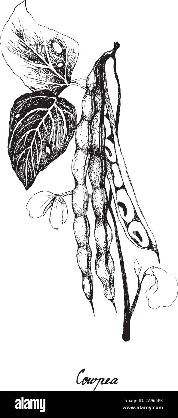Gemüse- und Kräutergarten, Illustration von Hand gezeichnete Skizze Cowpea oder Vigna unguiculata Anlage mit Podd und Saatgut, eine gute Quelle für Ballaststoffe, Vitamine und Stock Vektor