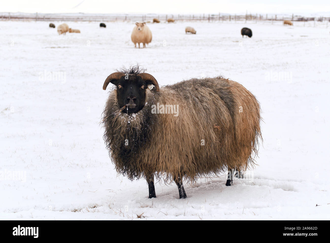 Schwarze Schafe essen im Schnee Stockfoto