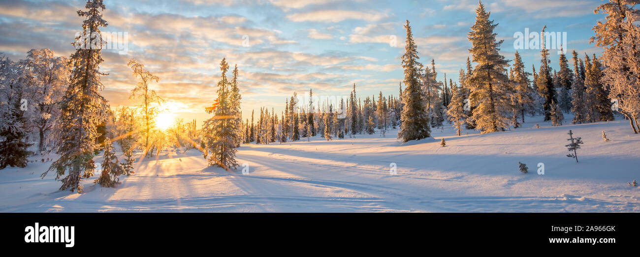 Panoramablick auf die verschneite Landschaft bei Sonnenuntergang, gefrorene Bäume im Winter in Saariselka, Lappland, Finnland Stockfoto