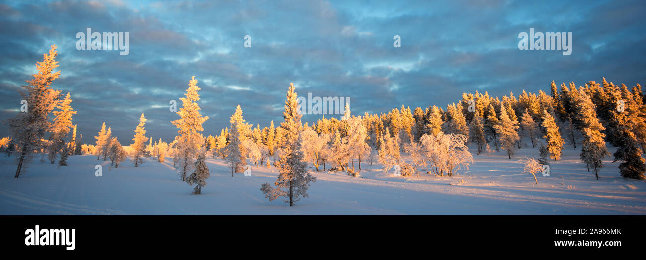 Panoramablick auf die verschneite Landschaft bei Sonnenuntergang, gefrorene Bäume im Winter in Saariselka, Lappland, Finnland Stockfoto