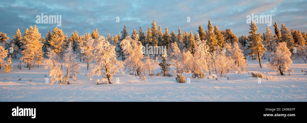 Panoramablick auf die verschneite Landschaft bei Sonnenuntergang, gefrorene Bäume im Winter in Saariselka, Lappland, Finnland Stockfoto