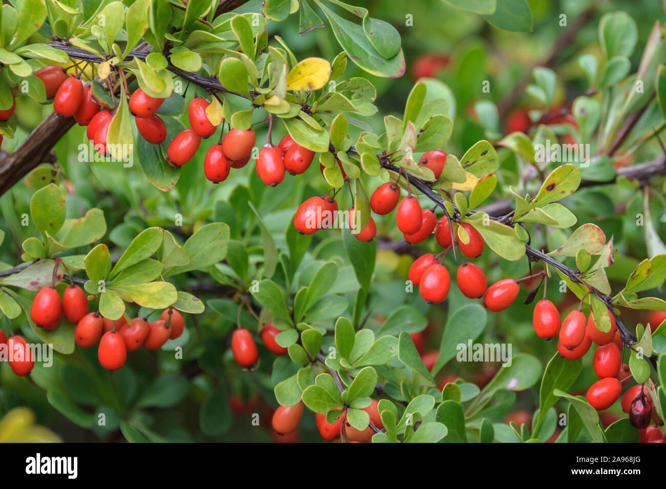 Thunbergs Berberitze (Berberis thunbergii) Stockfoto