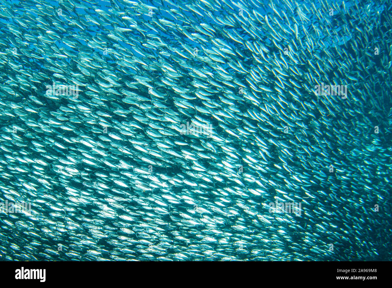 Im Inneren eines riesigen Sardinen Schule der Fisch Köder ball Stockfoto