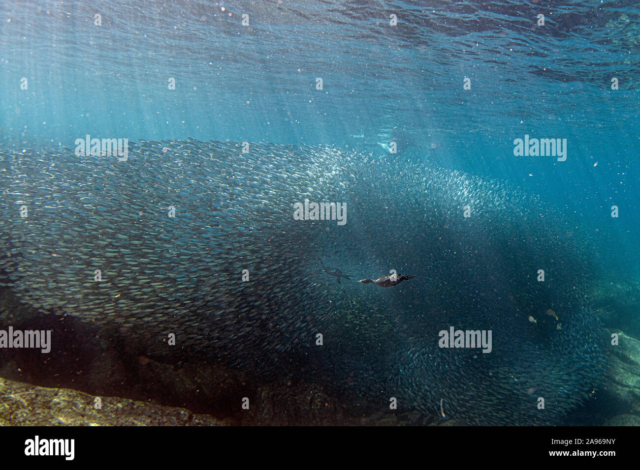 Kormoran beim Fischen unter Wasser in Köder Ball in die Tiefen des Meeres Stockfoto