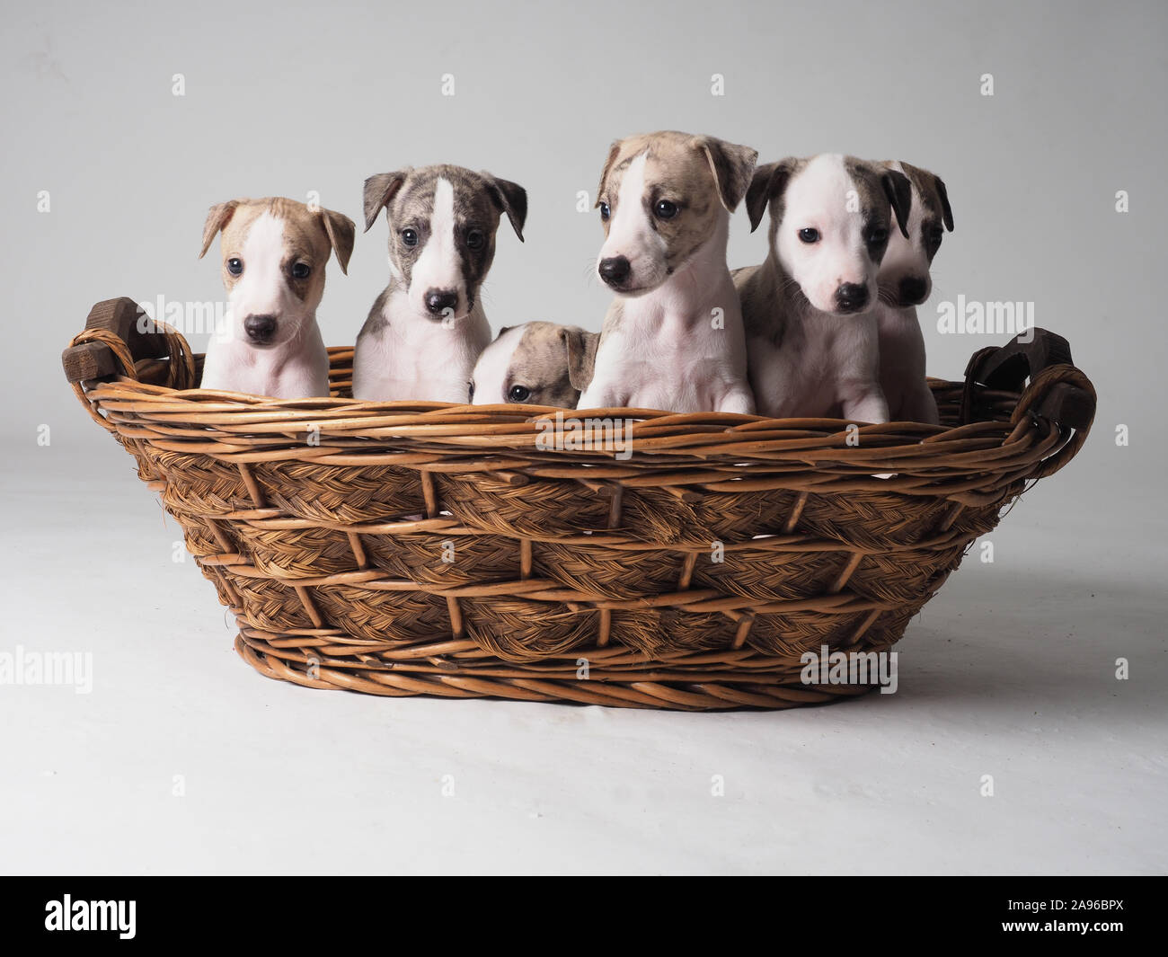 Gruppe von sechs Welpen Whippet reinrassigen Hund mit 36 Tage alten Tabby und Weiß Stockfoto
