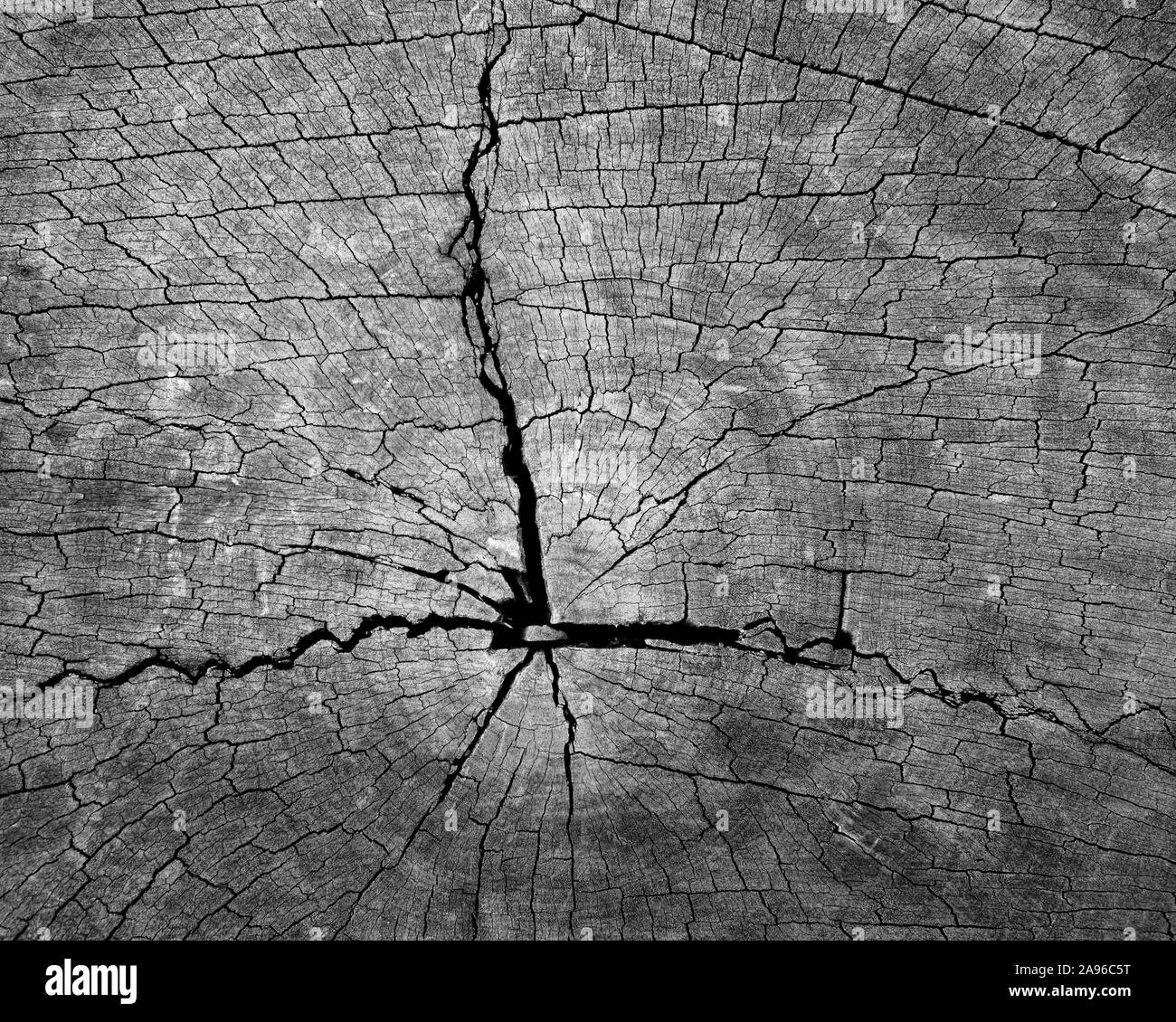 Textur der Querschnitt eines Baumstamm Stockfoto