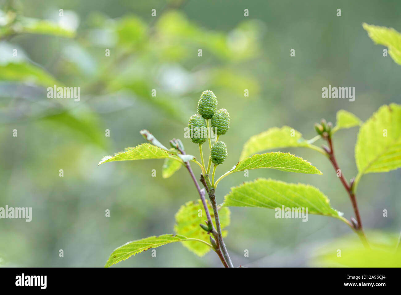 Grau-Erle (Alnus Incana) Stockfoto