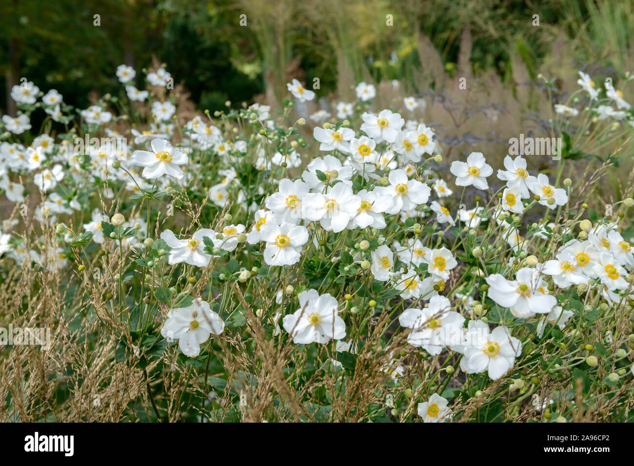 Herbst-Anemone (Anemone × hybrida 'Honorine Jobert') Stockfoto