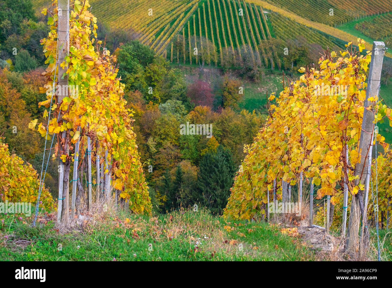 Weinberge im Herbst in Slowenien nahe der Grenze zu Österreich im Süden der Steiermark. Stockfoto