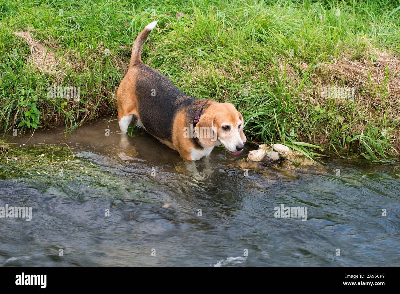 Beagle Hund gehen und Trinken im Wasser des Flusses, von der Hitze des Sommers abkühlen lassen Stockfoto