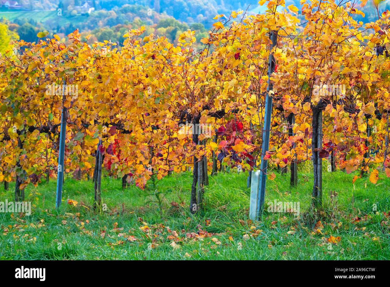 Weinberge im Herbst in Slowenien nahe der Grenze zu Österreich im Süden der Steiermark. Stockfoto