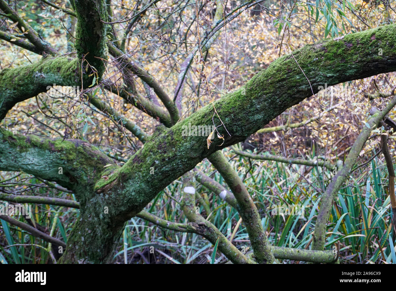 Einen alten Baum Niederlassung in Flechten bedeckt. Stockfoto