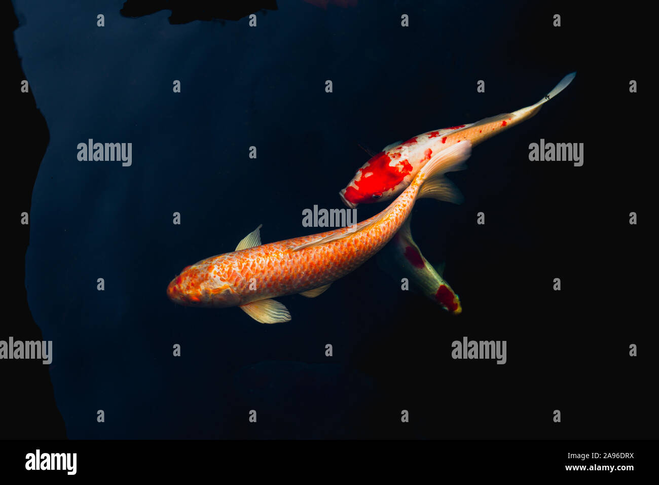 Koi Fische Schwimmen Stockfotos und bilder Kaufen Alamy