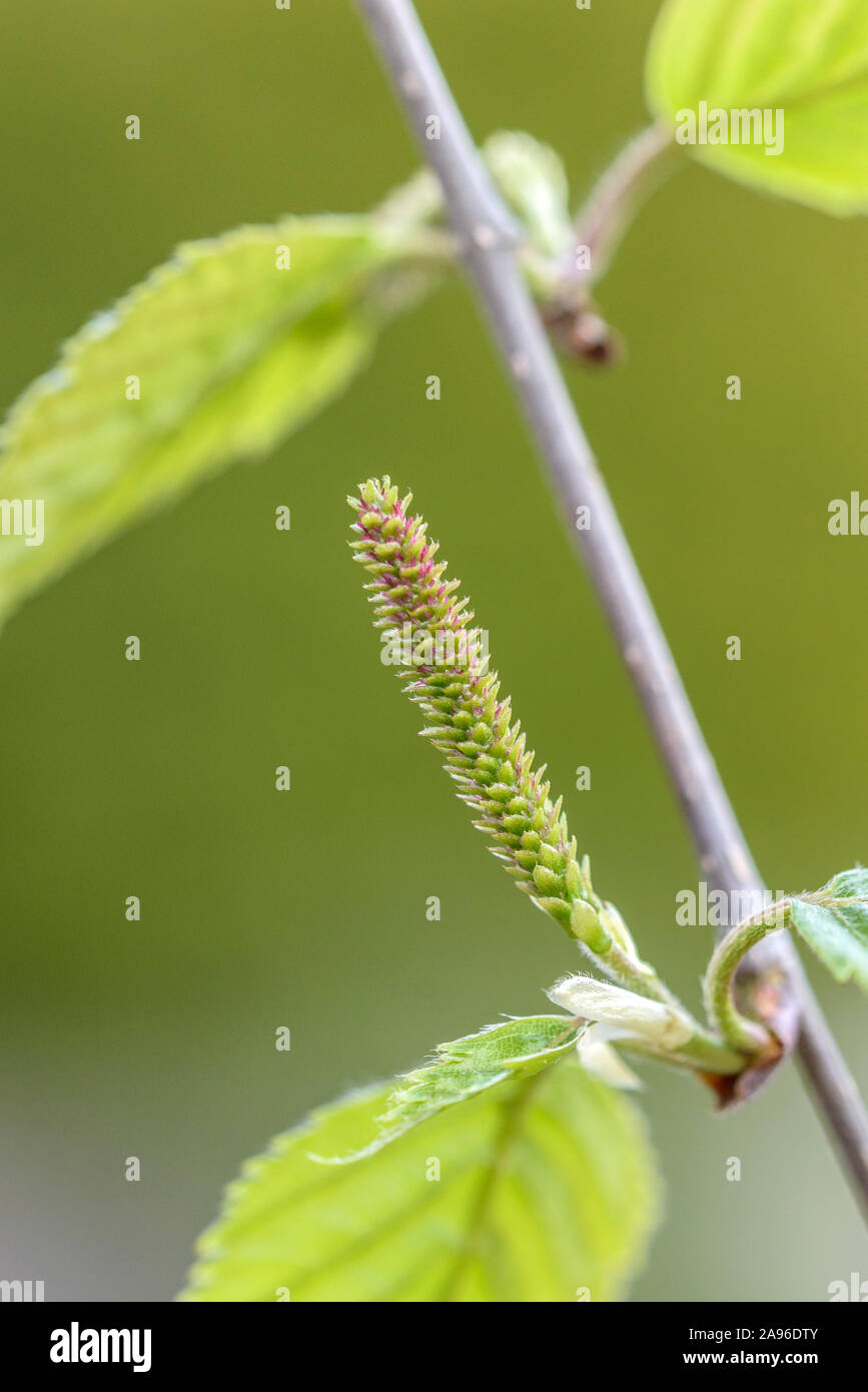 Weißrindige Himalaya-Birke (Betula utilis 'Doorenbos'), Weibliche Blüte Stockfoto
